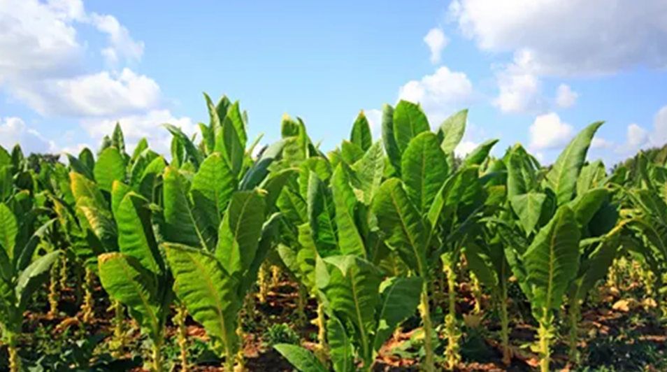 tobacco